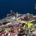 flathead_crocodile_wp_mb_h_0115_png4434.jpg